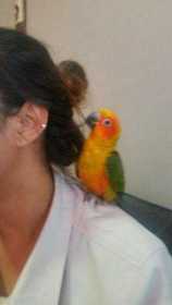 Lost Conure