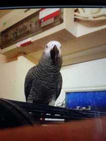 Lost African Grey