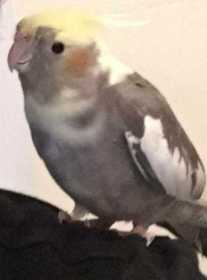 Lost Cockatiel