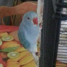 Lost Indian Ringneck Parakeet