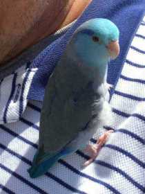 Lost Parrotlet