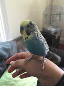 Lost Budgerigar