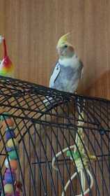 Lost Cockatiel