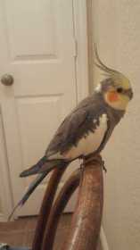 Lost Cockatiel