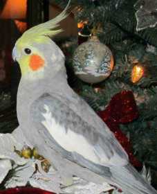 Lost Cockatiel