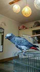 Lost African Grey