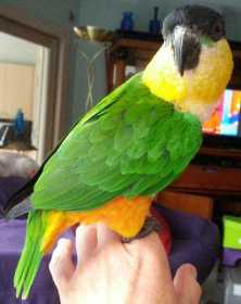 Lost Caique