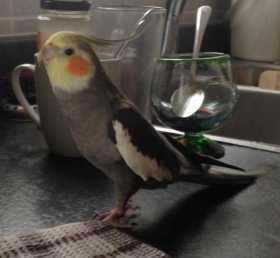 Lost Cockatiel