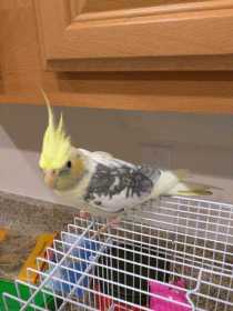 Lost Cockatiel