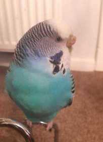 Lost Budgerigar