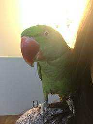Lost Alexandrine