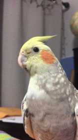 Lost Cockatiel