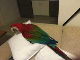 Lost Macaw