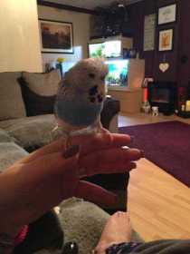 Lost Budgerigar