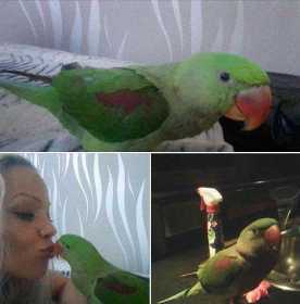 Lost Alexandrine