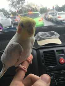 Lost Cockatiel