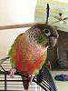 Lost Conure