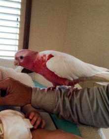 Lost Galah Cockatoo