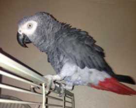 Lost African Grey