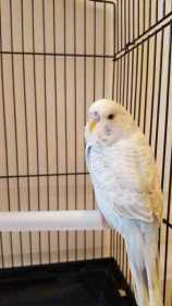 Lost Budgerigar