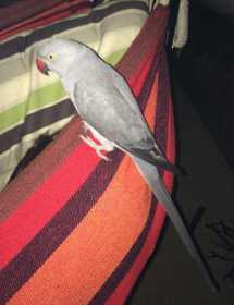 Lost Indian Ringneck Parakeet