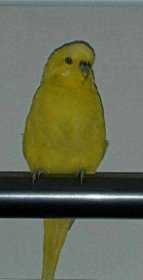 Lost Budgerigar