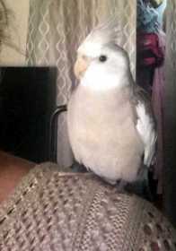 Lost Cockatiel