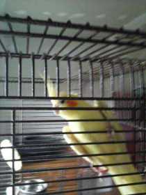 Lost Cockatiel