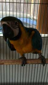 Lost Macaw