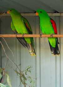 Lost Red-winged