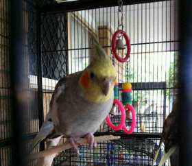 Lost Cockatiel