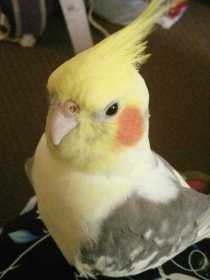 Lost Cockatiel