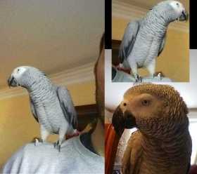 Lost African Grey