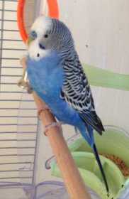 Lost Budgerigar