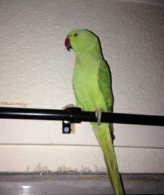 Lost Indian Ringneck Parakeet