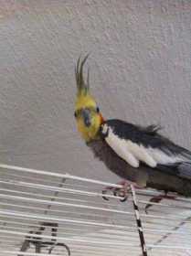 Lost Cockatiel