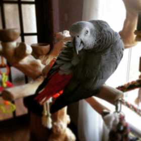 Lost African Grey
