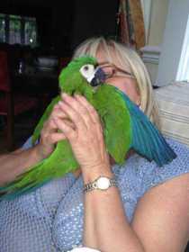 Lost Macaw