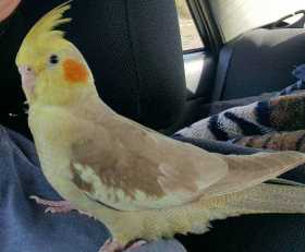 Lost Cockatiel