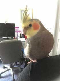 Lost Cockatiel