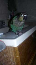 Lost Conure