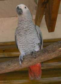 Lost African Grey