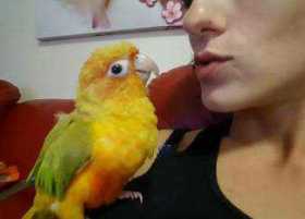 Lost Conure