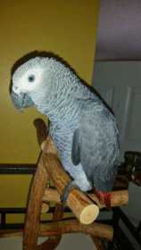 Lost African Grey