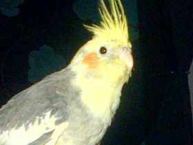 Lost Cockatiel