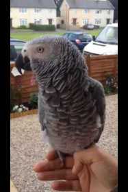 Lost African Grey