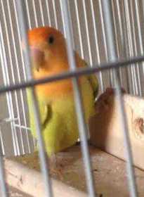Lost Lovebird