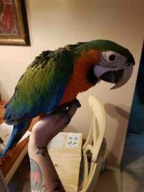 Lost Macaw