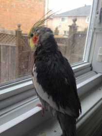 Lost Cockatiel