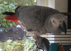 Lost African Grey